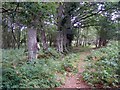 Enclosure on Copythorne Common