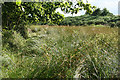 Sampford Courtenay: path to Alfordon Manor