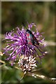TL8474 : Six-spot Burnet moth on common knapweed by Bob Jones