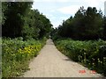 Manley - track in Delamere Forest