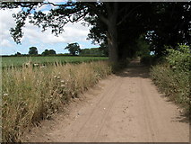 TG1730 : Unsurfaced track near Fring Wood Farm by Philip Halling