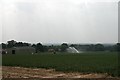 Onion field at Avenue Farm