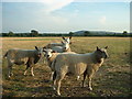 Sheep at Bramley Farm