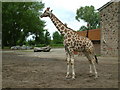 Chester Zoo, Giraffe