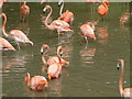 Chester Zoo, Flamingos