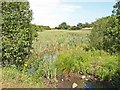 Pond near Benridge, High Hesleden