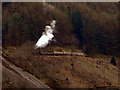 SN7178 : Vale of Rheidol Railway by John Lucas