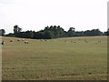 Sheep grazing at Ladyhill Farm