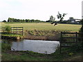 Cows grazing beyond the ford