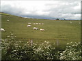 Sheep in a field from Brawlandknowes