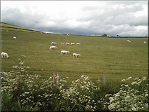 NJ5036 : Sheep in a field from Brawlandknowes by Archie Matheson