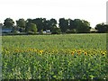 Sunflowers at Hartley Farm