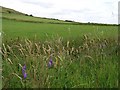 Tufted Vetch (Vicia cracca)