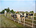 Bullocks by railings