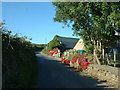 Flowery wall at Tynewydd farm