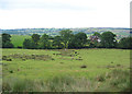 Sheep pasture and Roach Side Farm