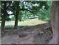 Gritstone boulders beneath the Roaches