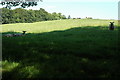 Field with sheep just past Crawfordton