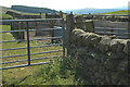 Sheep pen north of Moniaive