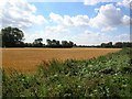 Towards Wilberfoss