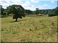 Field beside Green Lane near East Allington