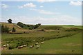 Sheep by the Blackadder Water