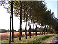 Line Of Trees, Little Cawthorpe, Lincs