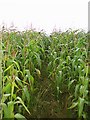 Footpath through the maize