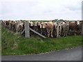 Young bullocks on Stronsay