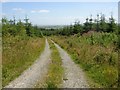 S5928 : Forest track near Mullennakill, Co.Kilkenny by Humphrey Bolton