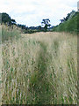 footpath near Old Hough