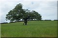 Lonesome Tree near Bryn Sylldy