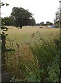 Meadow near Bowl Farm