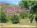 Slopes of Glenridding Dodd