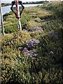 Sign and Sea Lavender