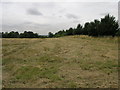 Rough Grass and Rugby