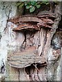 Bracket fungus