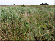 SU4104 : Reeds below Stonyford Pond, New Forest by Jim Champion