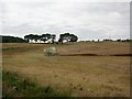 Harvesting near Castle Eden