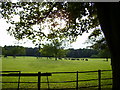 Stock grazing near Home Farm Swinton Grange