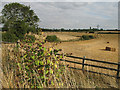 Farmland near Buntingford