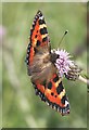 NO7048 : Small Tortoiseshell Butterfly (Aglais urticae) by Anne Burgess