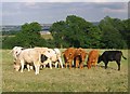 Farmland and cows near Littlemoor