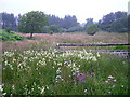 Wild Flowers and Meadow at Glassoch