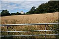 Small Barley Field