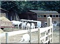 TQ7849 : Buttercups Sanctuary for Goats, Boughton Monchelsea by David Kemp