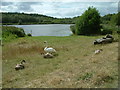 Hatchmere Lake