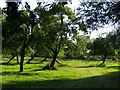 Orchard next to the Abbey Moor Stadium, Glastonbury