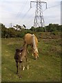 SU4205 : Ponies and pylons near Buttsash, New Forest by Jim Champion