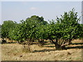 Cob Tree Orchard - Great Norman Street Farm